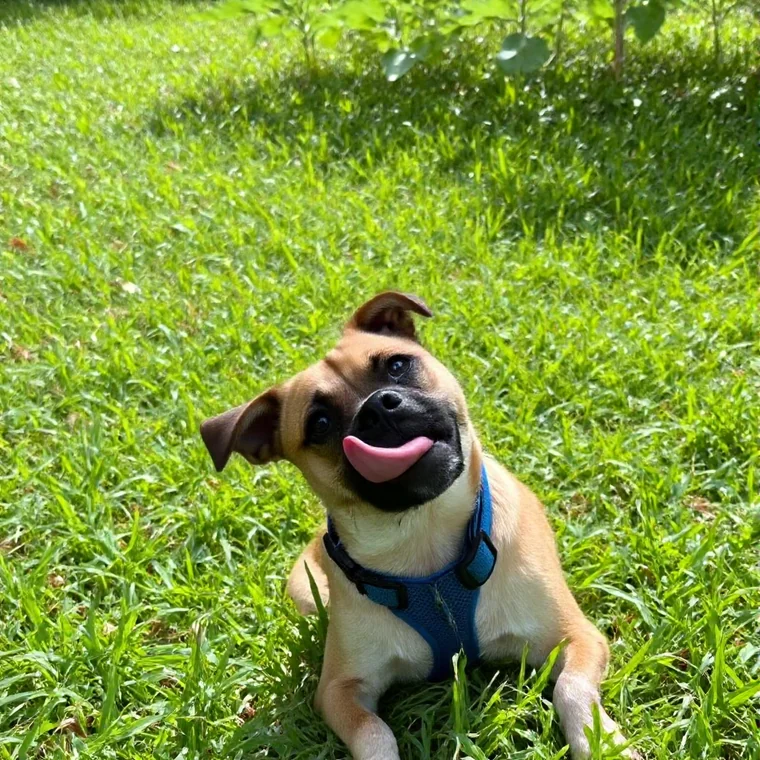 Before photo for Royal pug portrait