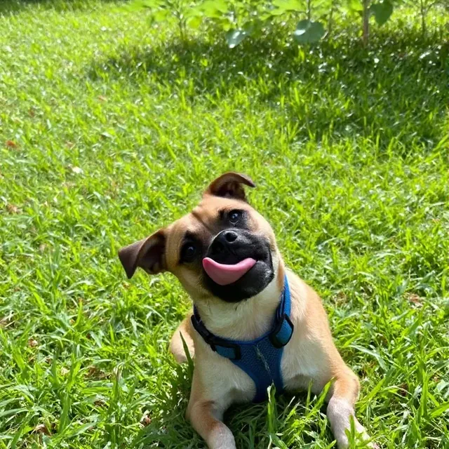 Before photo for Royal pug portrait