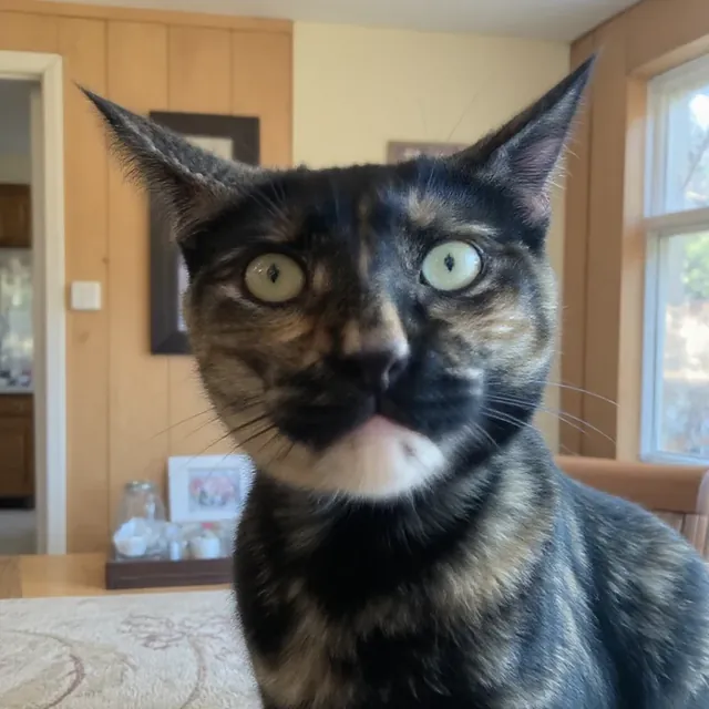 Before photo for Wizard cat portrait